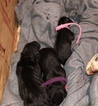 Small Photo #6 Great Dane Puppy For Sale in WARRENSBURG, MO, USA
