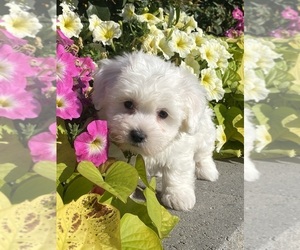 Coton de Tulear Puppy for sale in CANOGA, NY, USA