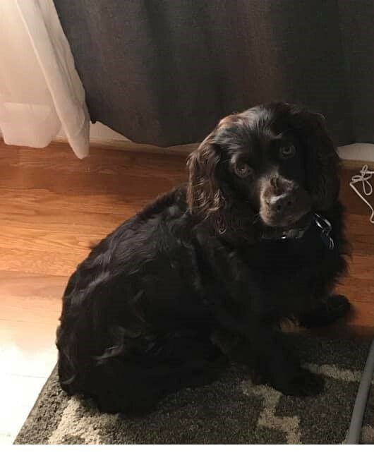 Medium Photo #1 Boykin Spaniel Puppy For Sale in COLONIAL HEIGHTS, VA, USA