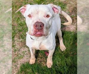 American Pit Bull Terrier-Unknown Mix Dogs for adoption in Akron, OH, USA