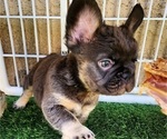 Small Photo #13 French Bulldog Puppy For Sale in LAS VEGAS, NV, USA