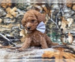Small #8 Cavapoo (Miniature)