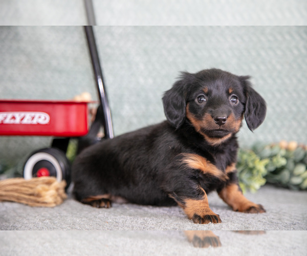 Medium Photo #2 Dachshund Puppy For Sale in ELIZABETHTOWN, PA, USA