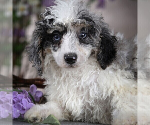 Medium Photo #1 Poodle (Miniature) Puppy For Sale in MILLERSBURG, PA, USA