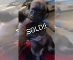 Small Photo #5 Pug Puppy For Sale in CINCINNATI, OH, USA