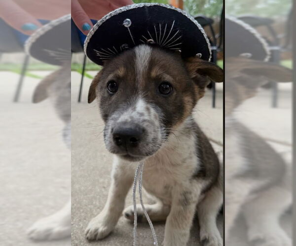 Medium Photo #2 German Shepherd Dog-Unknown Mix Puppy For Sale in Sandy, UT, USA