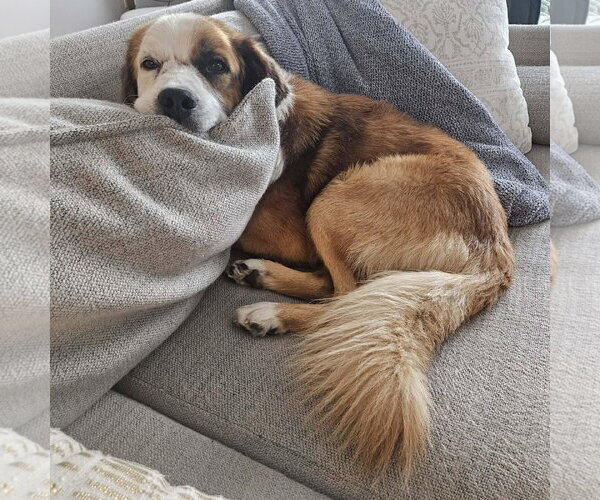 Medium Photo #3 Saint Bernard-Unknown Mix Puppy For Sale in Rockaway, NJ, USA