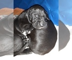Small Photo #3 Great Pyredane-Labany Mix Puppy For Sale in ESTACADA, OR, USA