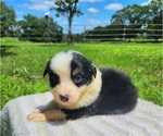 Small Photo #3 Australian Shepherd Puppy For Sale in CROCKER, MO, USA