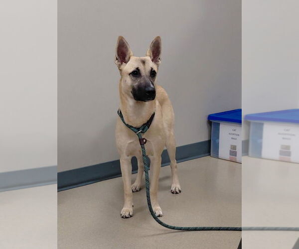 Medium Photo #1 Siberian Husky-Unknown Mix Puppy For Sale in South Bend, IN, USA