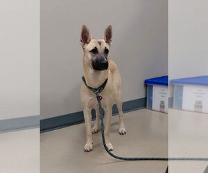 Siberian Husky-Unknown Mix Dogs for adoption in South Bend, IN, USA