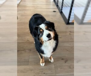 Australian Shepherd Dogs for adoption in Winter Park, CO, USA