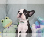 Small Photo #8 Boston Terrier Puppy For Sale in BROOKSVILLE, FL, USA