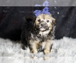 Puppy Wolfie YorkiePoo