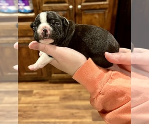 Boston Terrier Puppy for sale in WASHBURN, MO, USA