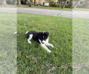 Border Collie-Collie Mix Puppy for sale in SAINT ALBANS, WV, USA