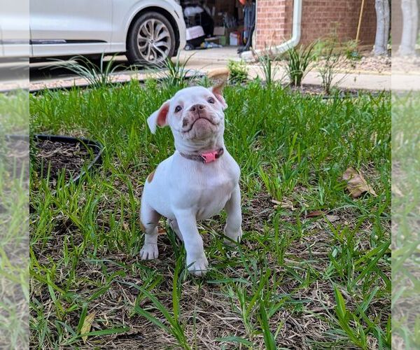 Medium Photo #4 Olde English Bulldogge Puppy For Sale in AUSTIN, TX, USA