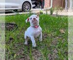 Small #3 Olde English Bulldogge