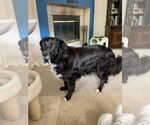 Small #4 Border Collie