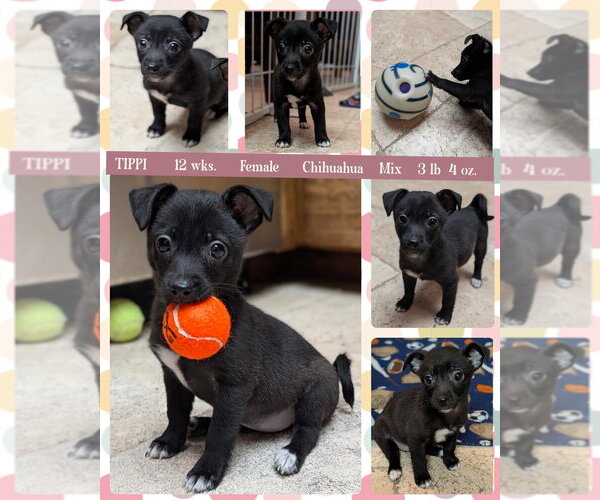Medium Photo #1 Chihuahua-Unknown Mix Puppy For Sale in Mesa, AZ, USA