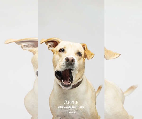 Medium Photo #8 Labrador Retriever-Unknown Mix Puppy For Sale in Mount Pleasant, SC, USA