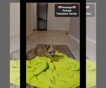 Small #1 Yorkshire Terrier