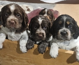 English Springer Spaniel Puppy for Sale in BEE, Nebraska USA