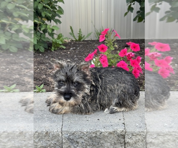 Medium Photo #3 Schnauzer (Miniature) Puppy For Sale in CANOGA, NY, USA
