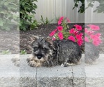 Small #2 Schnauzer (Miniature)