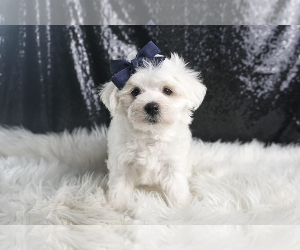 Medium Photo #3 Maltese Puppy For Sale in WARSAW, IN, USA