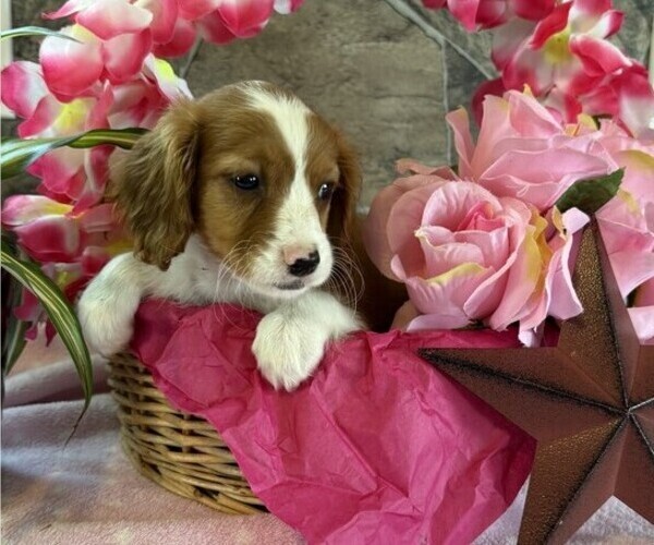 Medium Photo #2 Cavapoo Puppy For Sale in THORP, WI, USA