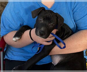 American Pit Bull Terrier-American Staffordshire Terrier Mix Dogs for adoption in Frankenmuth, MI, USA