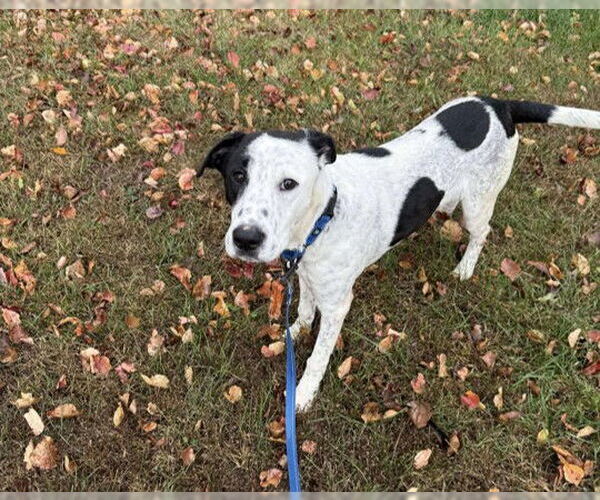 Medium Photo #1 Lab-Pointer Puppy For Sale in Stephens City, VA, USA