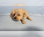 Small Photo #8 Golden Retriever Puppy For Sale in FALCON, CO, USA