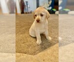 Small #1 Labrador Retriever