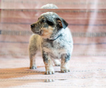 Small Photo #26 Cowboy Corgi Puppy For Sale in HOPKINSVILLE, KY, USA