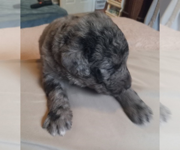 Medium Photo #16 Labradoodle Puppy For Sale in JEFFERSONTOWN, KY, USA
