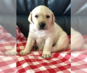 Labrador Retriever Puppy for sale in REINHOLDS, PA, USA