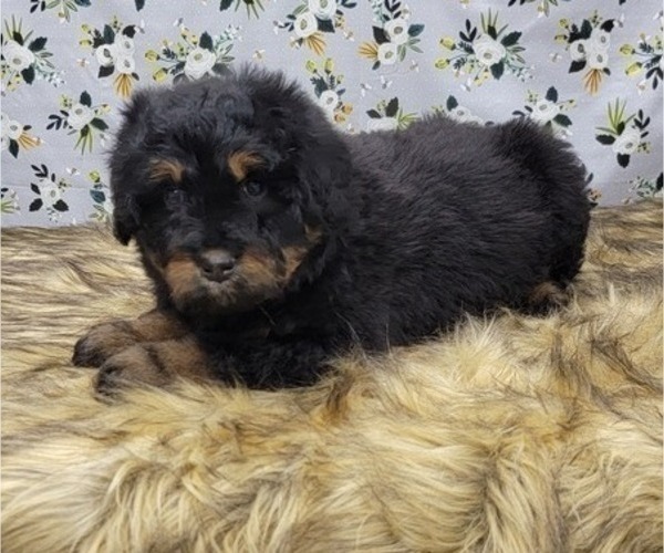 Medium Photo #10 Bernedoodle Puppy For Sale in BLAKESBURG, IA, USA