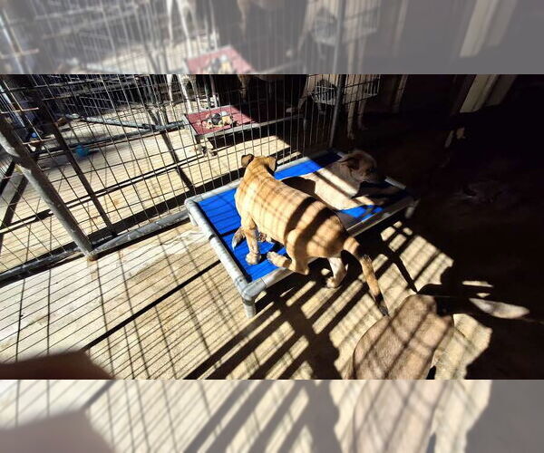 Medium Photo #4 Mutt Puppy For Sale in Sebec, ME, USA