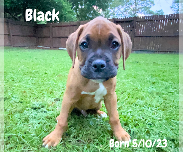 Medium Photo #6 Boxer Puppy For Sale in WEST COLUMBIA, SC, USA