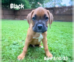 Small Photo #6 Boxer Puppy For Sale in WEST COLUMBIA, SC, USA