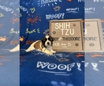 Small #2 Shih Tzu