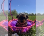 Puppy Roslyn Yorkshire Terrier