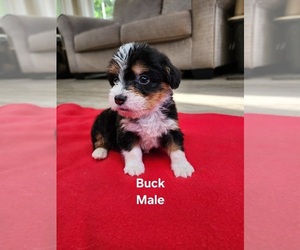 Pembroke Welsh Corgi-Poodle (Miniature) Mix Puppy for sale in HUNTSVILLE, AL, USA