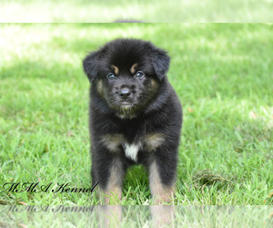 Australian Shepherd Puppy for sale in EASTON, MO, USA