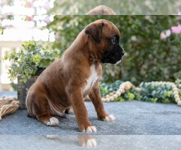 Medium Photo #25 Boxer Puppy For Sale in KIRKWOOD, PA, USA
