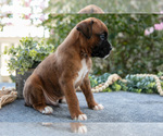 Small #2 Boxer