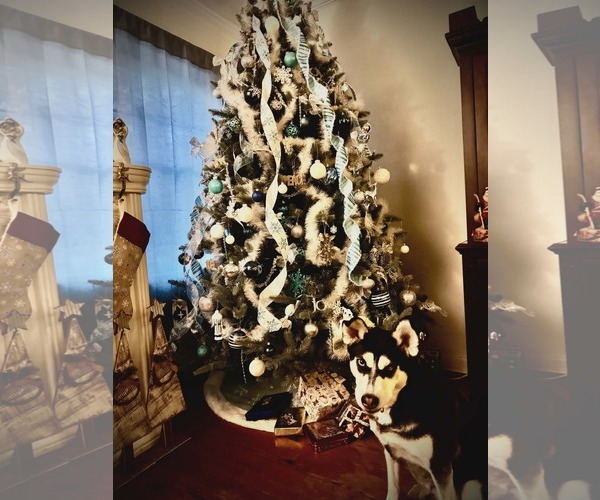 Medium Photo #3 Siberian Husky-Unknown Mix Puppy For Sale in Holly Springs, NC, USA