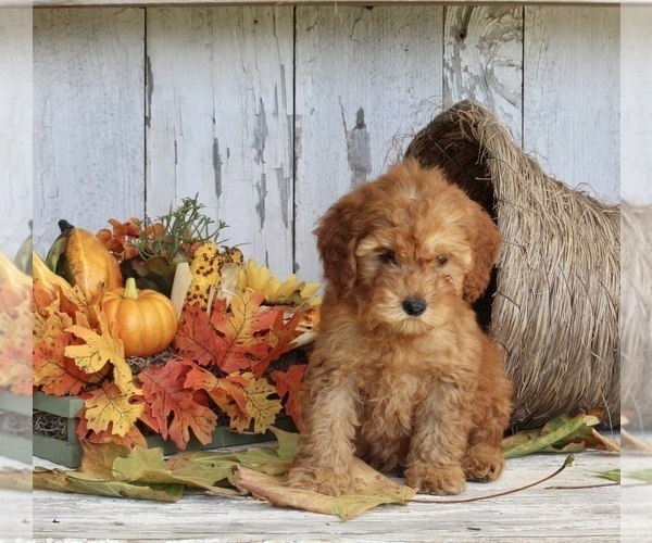 Medium Photo #4 Poodle (Toy) Puppy For Sale in FREDERICKSBURG, OH, USA